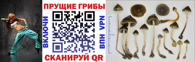 кракен как войти  Юхнов  Галлюциногенные грибы Psilocybine cubensis  что такое  